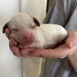Winston - Blenheim male Cavapoo puppy in Glendale, Arizona from Dashing Dogs