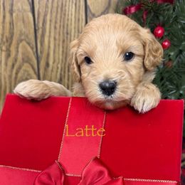 Latte - Cream male Australian Labradoodle puppy in Easley, South Carolina from Royal Diamond Labradoodles