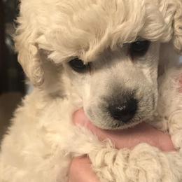 Poodles from Chudan Poodles
