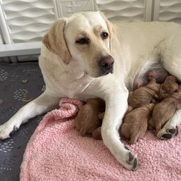 Labrador Retriever puppies from Emily's Labrador Retrievers
