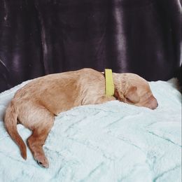 Goldendoodle Puppies from Angel's Doodles