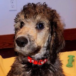 Poodle Puppies from White Comet Poodles
