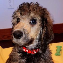 Poodle Puppies from White Comet Poodles