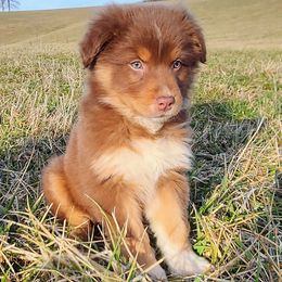 Ruby Jean - Australian Shepherd