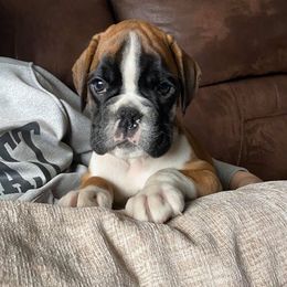 Boxer and French Bulldog Puppies from Galaxy Boxers & French Bulldogs