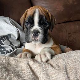 Boxer and French Bulldog Puppies from Galaxy Boxers & French Bulldogs