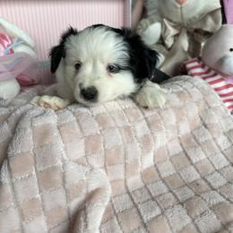 Opal - Black tri female Toy Australian Shepherd puppy in Needham, Indiana from Tiny Toy Aussies