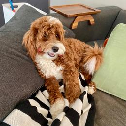 Betty - Goldendoodle
