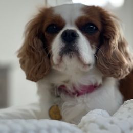 Maple - Cavalier King Charles Spaniel