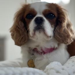 Maple - Cavalier King Charles Spaniel