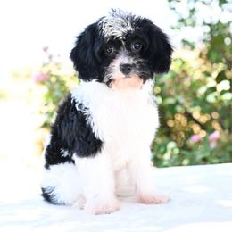 Sissy - Black and white female Cavapoo puppy in Lawton, Oklahoma from Lindsey’s Cavies