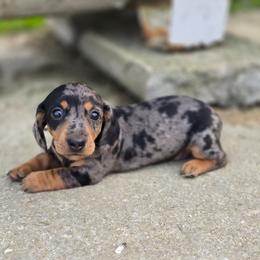 Dolly - Dapple female Dachshund puppy in Elma, Iowa from Iowa Dachshunds