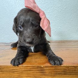 Rigatoni - Goldendoodle puppy from Jax Doodles