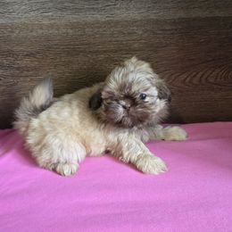 Girl 1 - Liver female Shih Tzu puppy in Meadows Of Dan, Virginia from Walt’s Shih Tzus