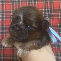 Sugarplum - Chocolate female Shih Tzu puppy in Jasper, Georgia from Tiny Bubbles Shih Tzus