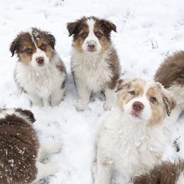 Australian Shepherd Puppies from Pine Grove Aussies