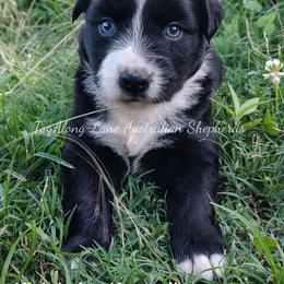 Midnight magnolia - Black & white female Miniature Australian Shepherd puppy in Muskogee, Oklahoma from Tagalong Lane Australian shepherds