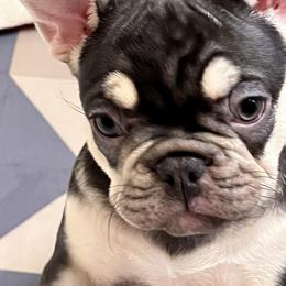 French Bulldog Puppies from Gichigami French Bulldogs