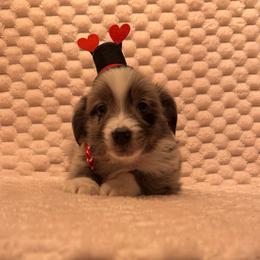 BMM - 2 hazel eyes - Blue merle male Miniature Australian Shepherd puppy in Connelly Springs, North Carolina from Appalachian Aussies