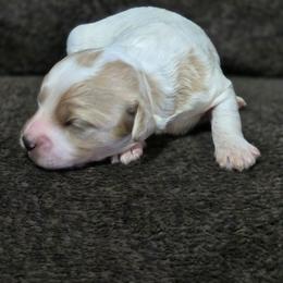 Colby - Parti male Goldendoodle puppy in Crawfordsville, Iowa from DoodleBlessings