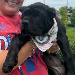 RÌOMHACH-SCARLETT - female Cane Corso puppy in Crossville, Tennessee from CANE CORSO DI DROGHEDA LLC