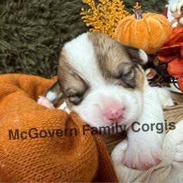 Cookie - Sable and white female American Corgi puppy in Paxton, Illinois from McGovern Family Corgis