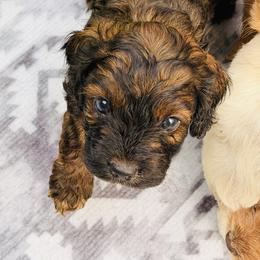Landry - Sable and white male Cockapoo puppy in Alexandria, Alabama from Bright and Beautiful Cockapoos and Doodles