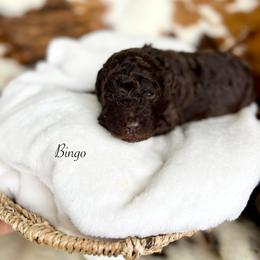 Bingo - Chocolate female Goldendoodle puppy in Taylorsville, Georgia from Sweet Southern Doodles
