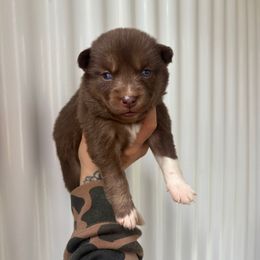 Yellow - Red and white female Siberian Husky puppy in Jonesborough, Tennessee from Dry Creek Siberians