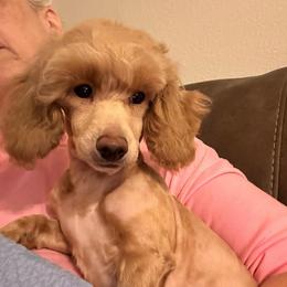 1 SUPER SWEET BABY LEFT... - Cream male Poodle puppy in Bedford, Texas from S.H.A.R.P.’s Toy Poodles