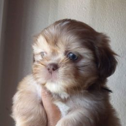 Shih Tzu and Yorkshire Terrier Puppies from Thorntons Fur Crew