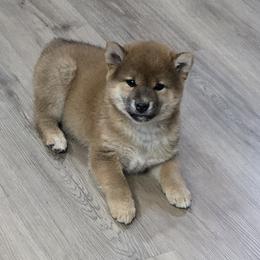 Shiba Inu Puppies from Diwasou