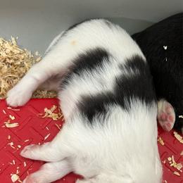 Blue - White blue merle and tan male Shetland Sheepdog puppy in Fontanelle, Iowa from Jensen Farms Shelties