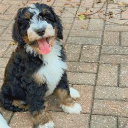 Louis - Tri-color male Bernedoodle puppy in Sherman, Illinois from Shirl Doodle Life