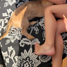 Dachshund All Grown Up from Christi Critters