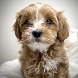 Australian Labradoodle Puppies from Grand Peaks Labradoodles