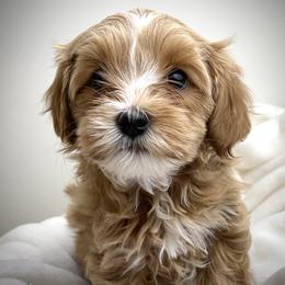 Australian Labradoodle Puppies from Grand Peaks Labradoodles