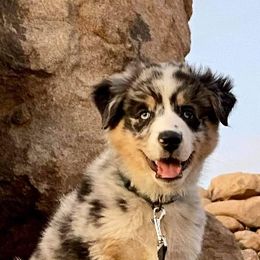 Australian Shepherd Puppies from Winsome Aussies