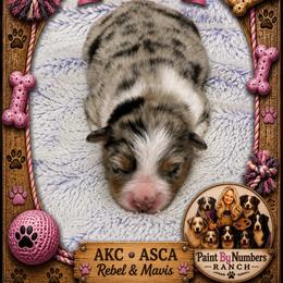Indie - Blue merle female Australian Shepherd puppy in Magee, Mississippi from Paint ByNumbers Ranch