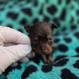 Fireberry - Brown and tan female Russian Toy puppy in Boise, Idaho from Nesting Dolls