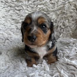Dunston - Dapple male Dachshund puppy in Hindsville, Arkansas from Okie Dokie Doxie