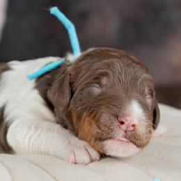 Cupid - Brown and white male Bernedoodle puppy in Connersville, Indiana from Deaz Doodle Ranch
