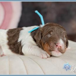 Cupid - Brown and white male Bernedoodle puppy in Connersville, Indiana from Deaz Doodle Ranch