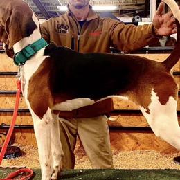 Diamond - Treeing Walker Coonhound