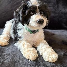 Bashful - Black and white male Cockapoo puppy in Adrian, Oregon from ApplebyFarm
