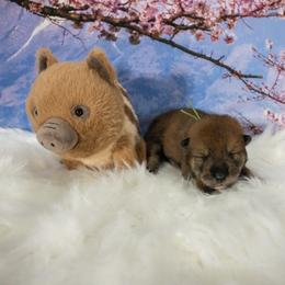 Green Collar - Red sesame male Shikoku puppy in Pennsylvania from Aoiyama Sou Shikoku Kennel