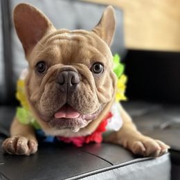 Prince - French Bulldog puppy in Florida from Lopez Frenchies