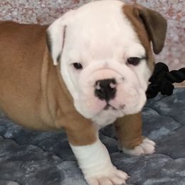 English Bulldog Puppies from My Gang Bulldogs