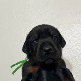 KODA - Black and rust male Doberman Pinscher puppy in Newberg, Oregon from De Mata Dobermann Kennel