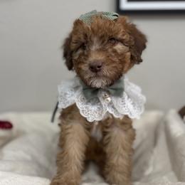 Toffee-Yellow - Red female Bernedoodle puppy in Oak Hills, California from High Desert Doodles